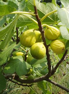 Feigenbaum mit Früchten